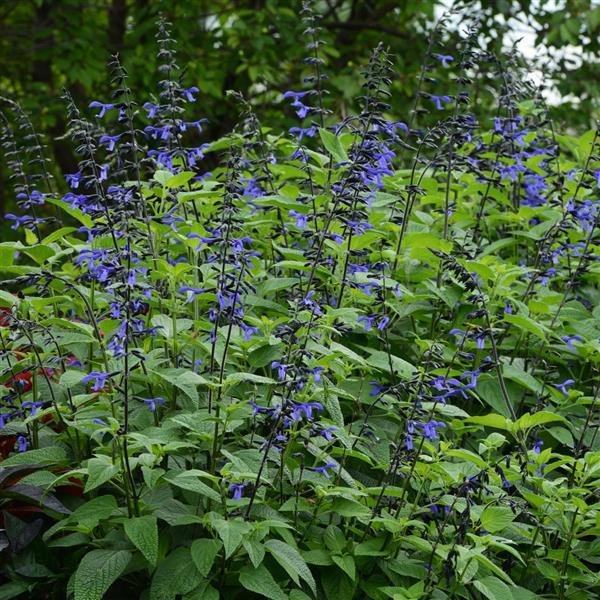 Salvia Black & Bloom - Landscape