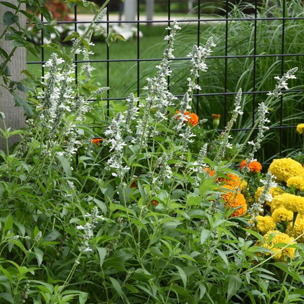 White Flame Salvia - Landscape