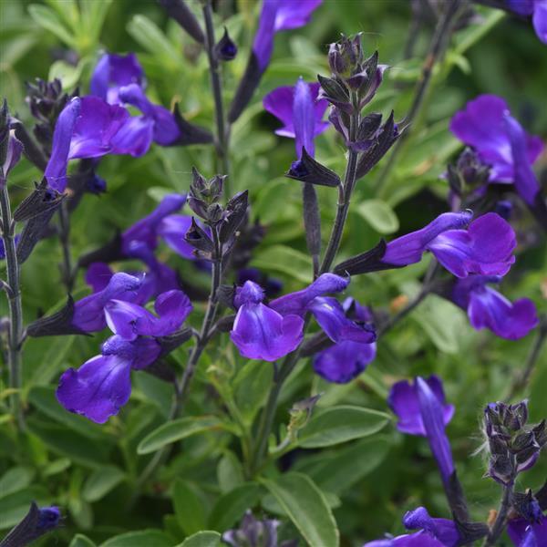 Salvia greggii Mirage® Blue - Bloom
