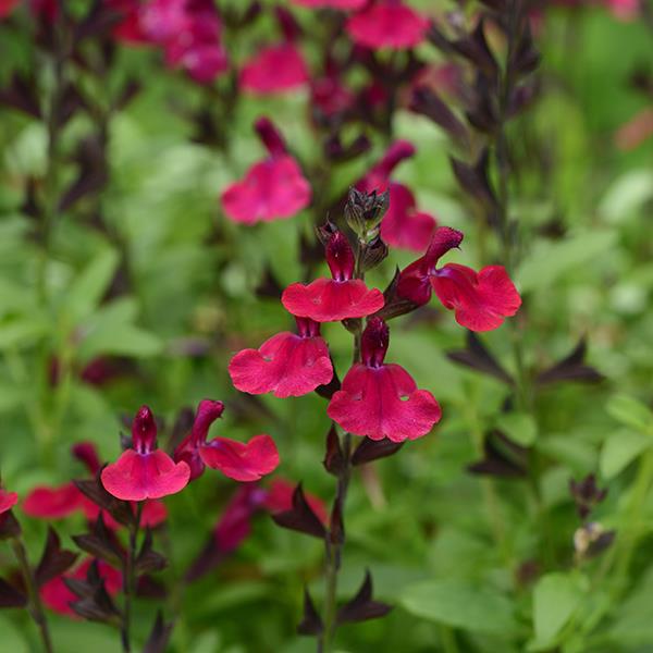 Salvia greggii Mirage® Burgundy - Bloom