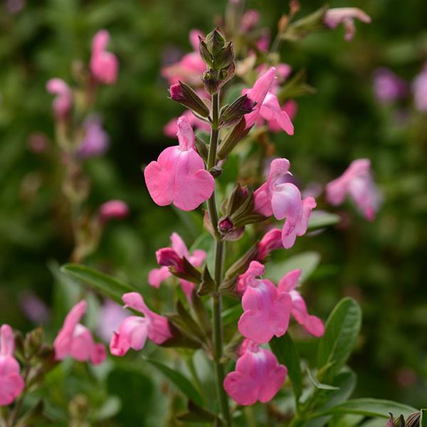 Salvia greggii Mirage® Pink - Bloom