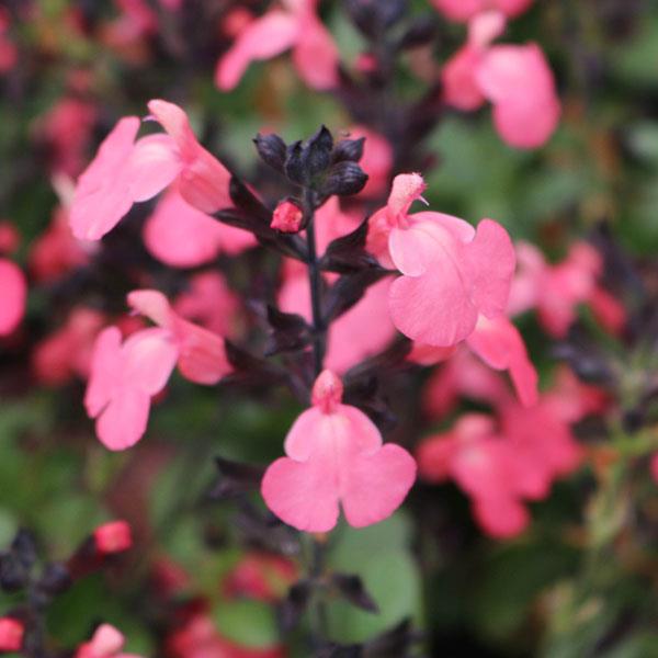 Salvia greggii Mirage® Salmon - Bloom