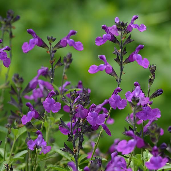 Salvia greggii Mirage® Violet - Bloom