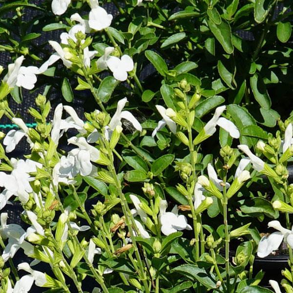 Salvia greggii Mirage® White - Bloom
