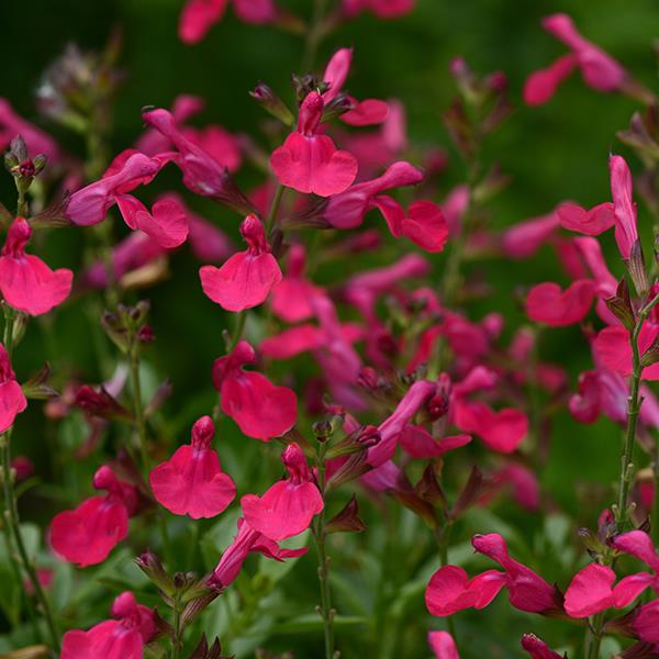 Salvia greggii Mirage® Hot Pink - Bloom