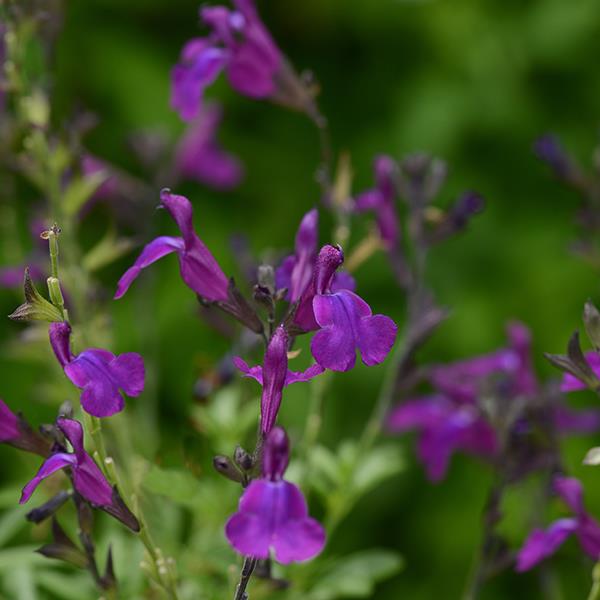 Salvia greggii Mirage® Deep Purple - Bloom