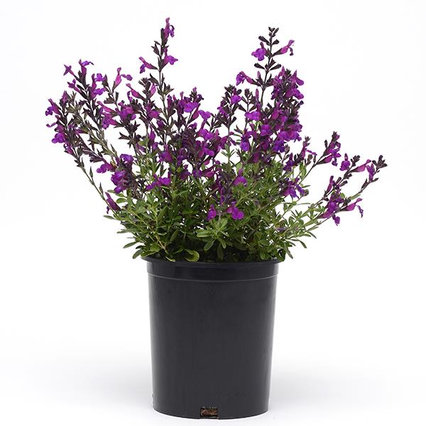 Salvia greggii Mirage® Deep Purple - Greenhouse