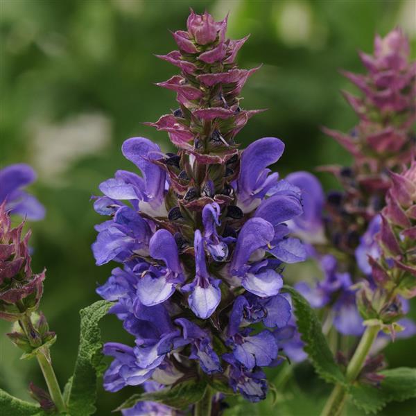 Salvia nemorosa Marvel Blue - Bloom