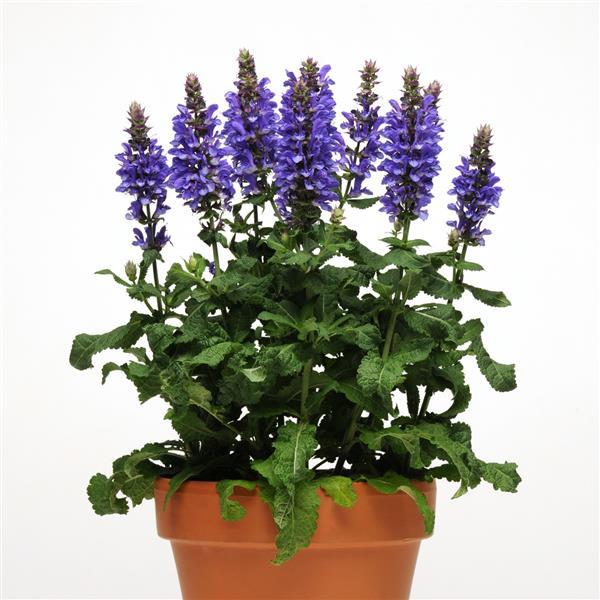 Salvia nemorosa Marvel Blue - Container