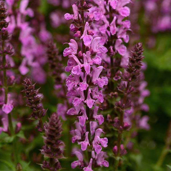 Salvia nemorosa Marvel Rose - Bloom