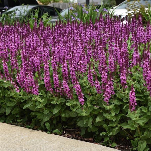 Salvia nemorosa Marvel Rose - Commercial Landscape 1