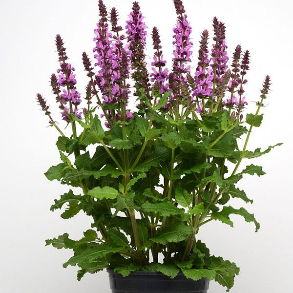 Salvia nemorosa Marvel Rose - Container