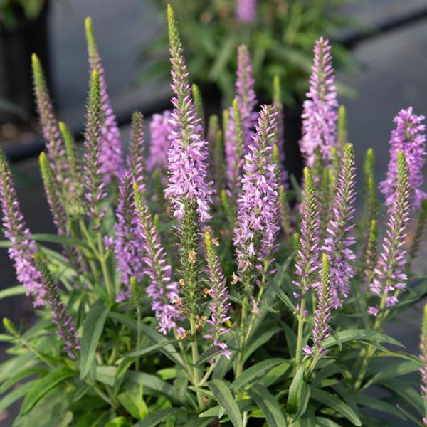 Veronica Moody Blues® Mauve - Bloom