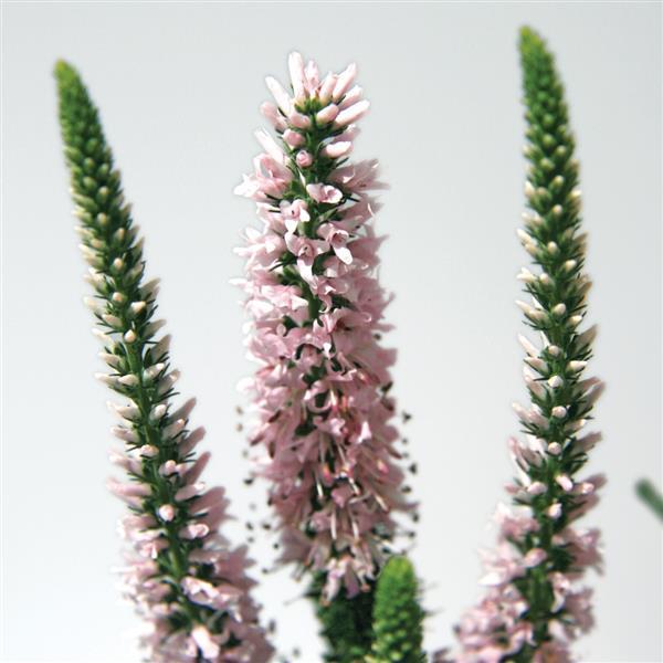 Veronica Moody Blues® Pink - Bloom