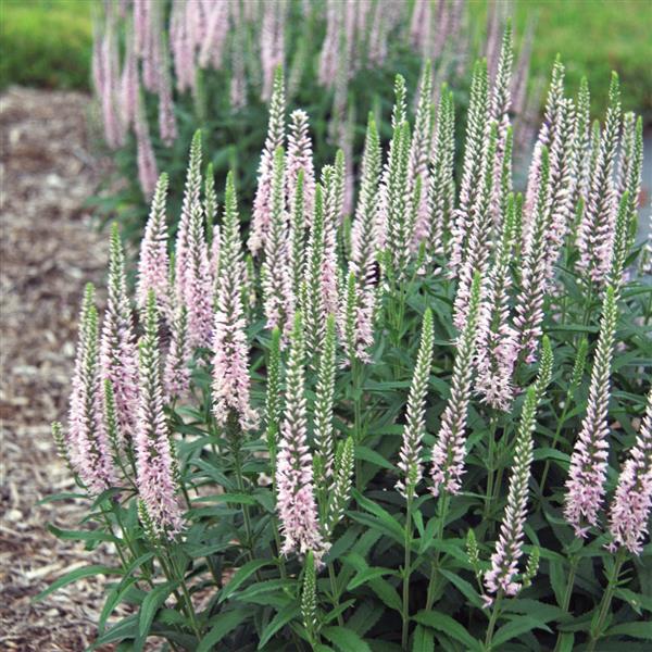 Veronica Moody Blues® Pink - Commercial Landscape 2