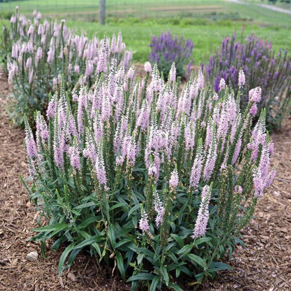 Veronica Moody Blues® Pink - Landscape