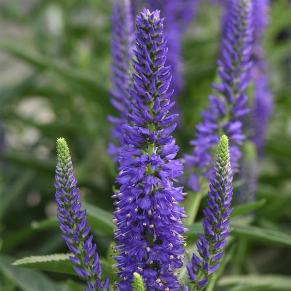 Veronica Moody Blues® Dark Blue - Bloom