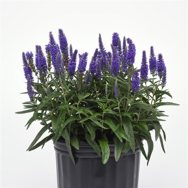 Veronica Moody Blues® Dark Blue - Container