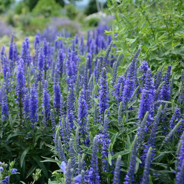 Veronica Moody Blues® Dark Blue - Garden