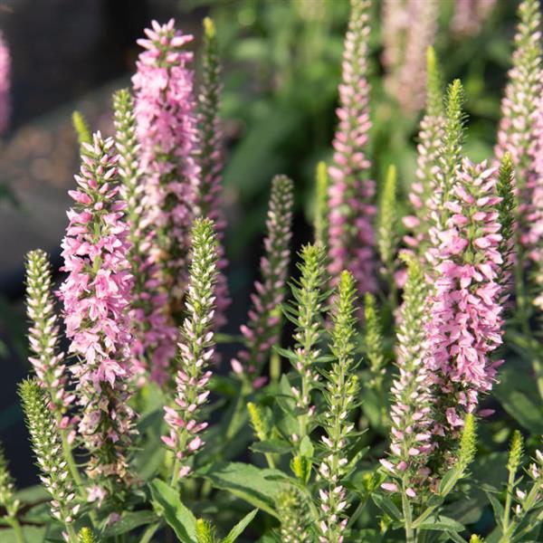 Veronica Moody Blues® Dark Pink - Bloom