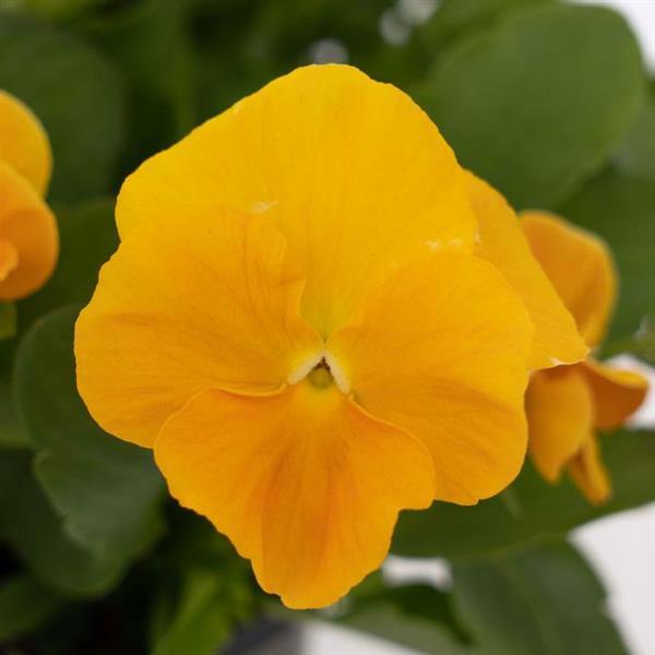 Viola Halo Golden Yellow - Bloom