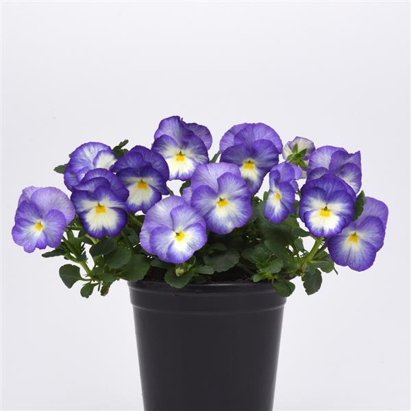Viola Halo Lilac - Container