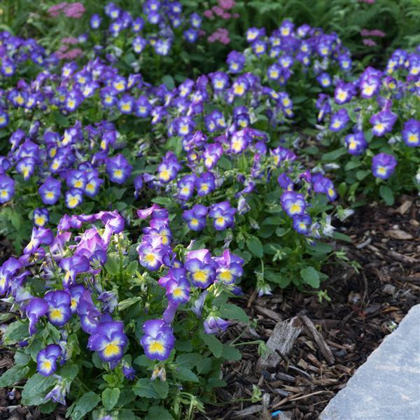 Viola Halo Lilac - Landscape