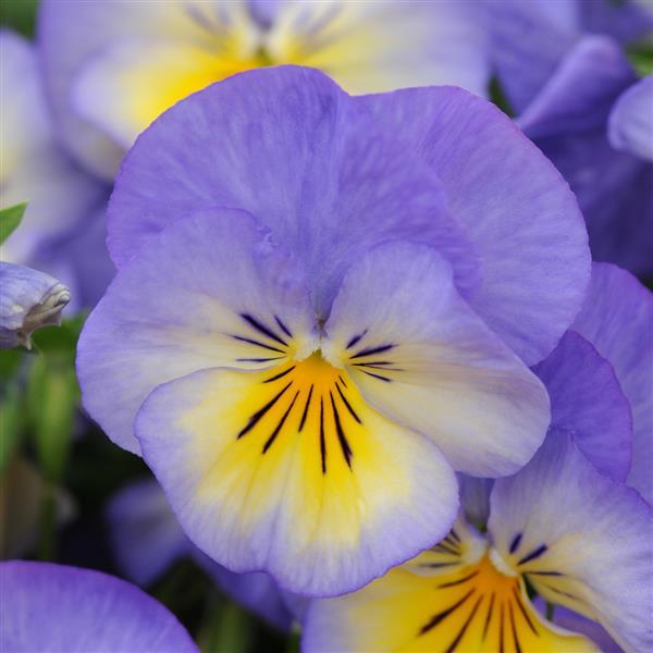 Viola Halo Sky Blue - Bloom