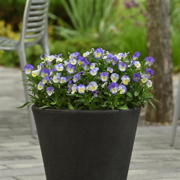 Viola Halo Sky Blue - Container
