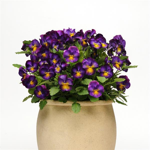 Viola Halo Violet - Container
