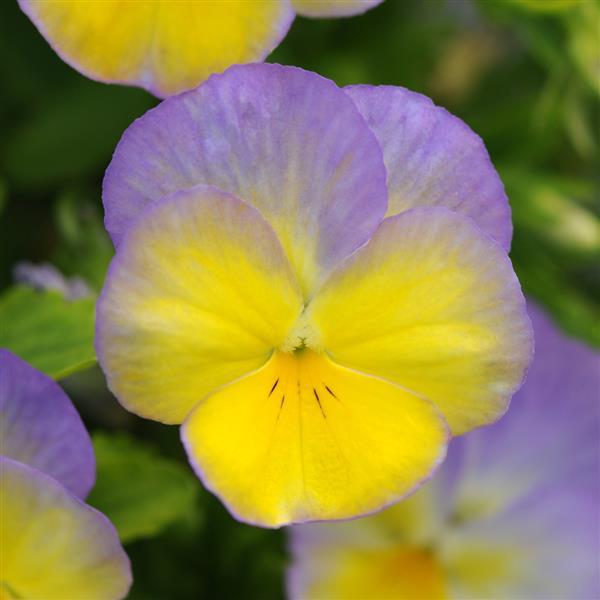 Viola Halo Lemon Frost - Bloom