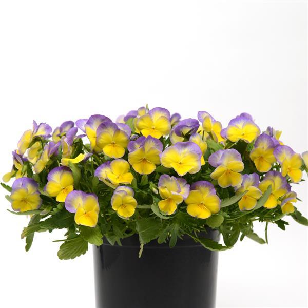 Viola Halo Lemon Frost - Container