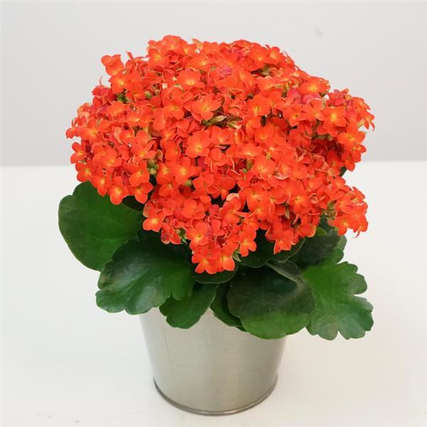 Mandala® Orange Kalanchoe - Container