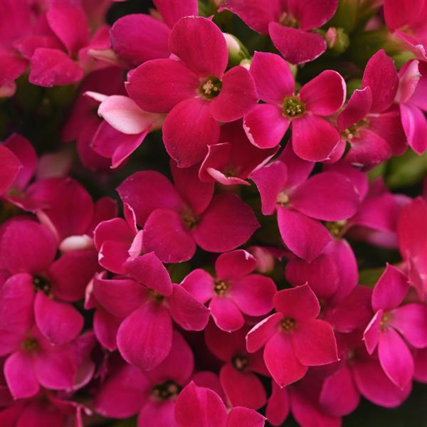 Mandala® Purple Kalanchoe - Bloom