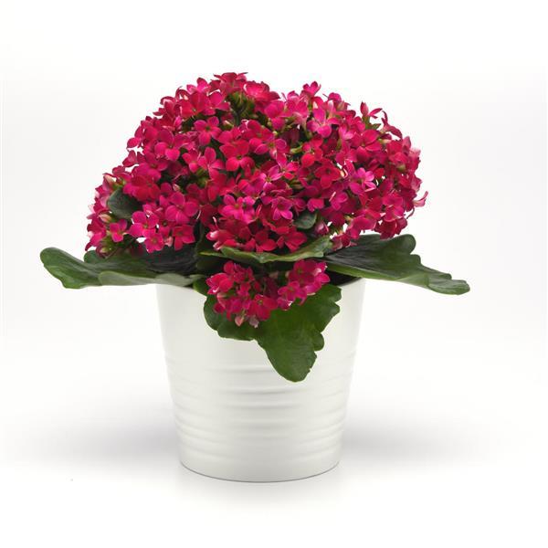 Mandala® Purple Kalanchoe - Container