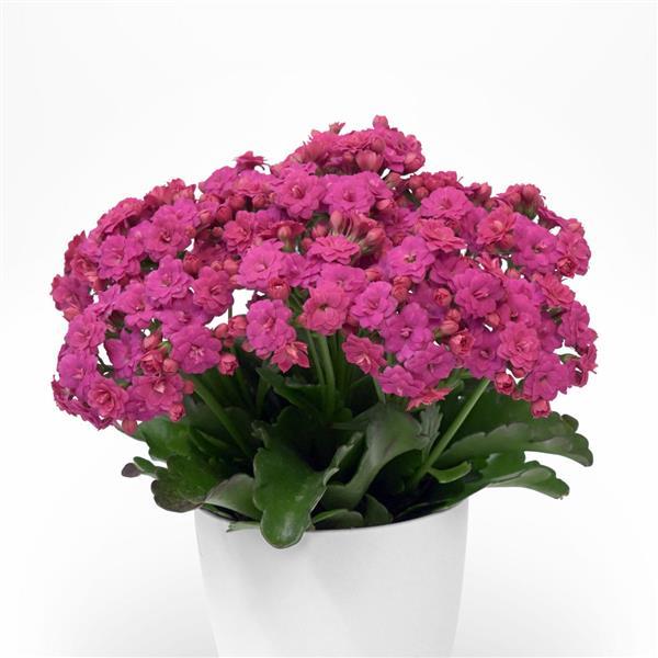 Mandala® Double Purple Kalanchoe - Container