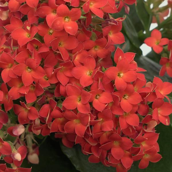 Mandala® Bright Orange Kalanchoe - Bloom