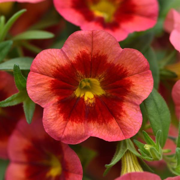 MiniFamous® Neo Coral Flash Calibrachoa - Bloom