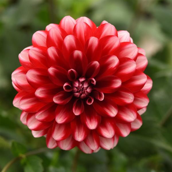 Dalaya® Red Lace Dahlia - Bloom