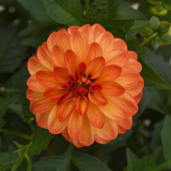 Dalaya® Red+Yellow Eye Dahlia - Bloom