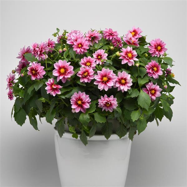 Dalaya® Pink+Rose Eye Dahlia - Container