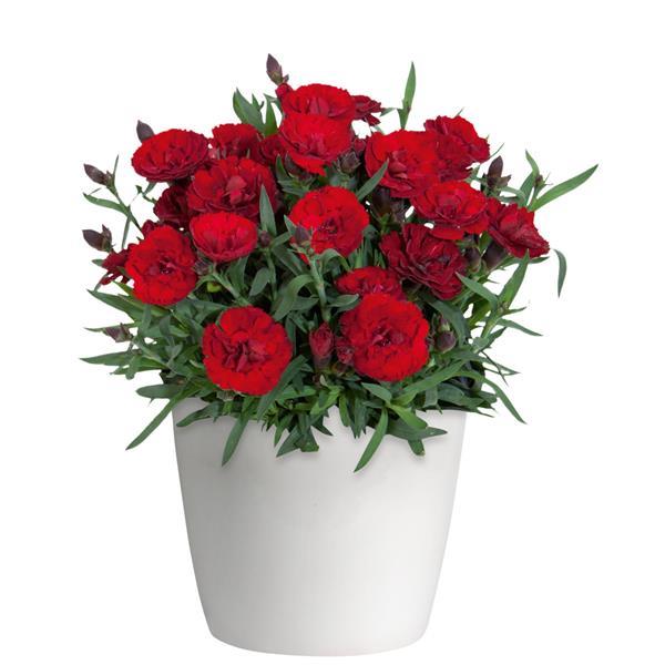 Dianthus Carmen™ Burgundy - Container