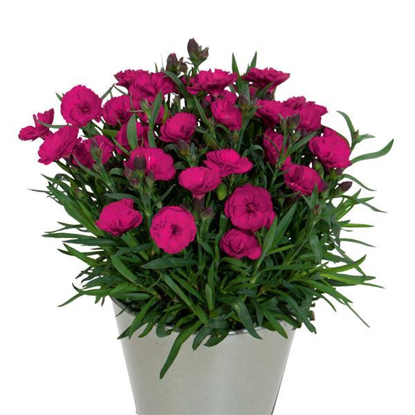 Dianthus Carmen™ Purple - Container