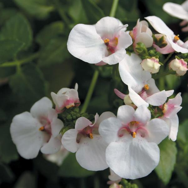 Piccadilly™ Appleblossom Diascia - Bloom