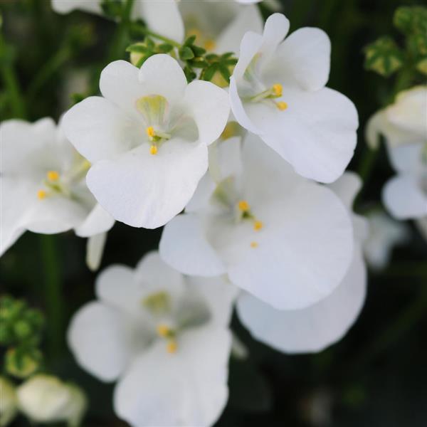 Piccadilly™ White Diascia - Bloom
