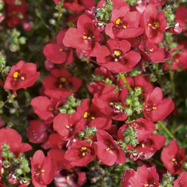 Piccadilly™ Dark Red Diascia - Bloom