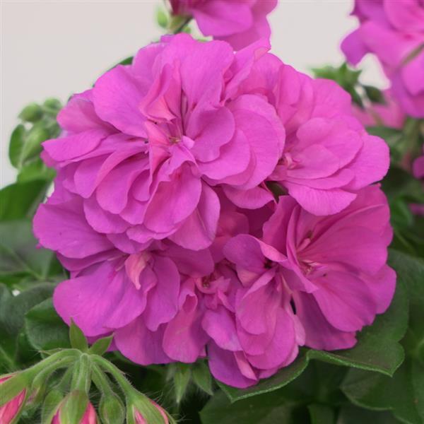 Royal™ Blue Ivy Geranium - Bloom
