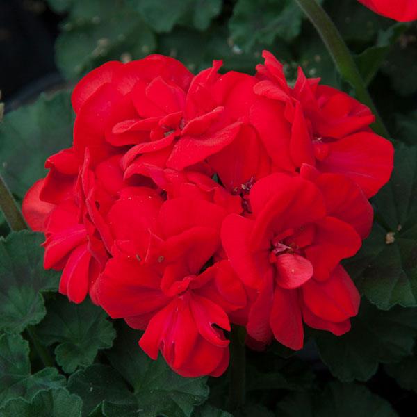Moonlight™ Brilliant Red Zonal Geranium - Bloom