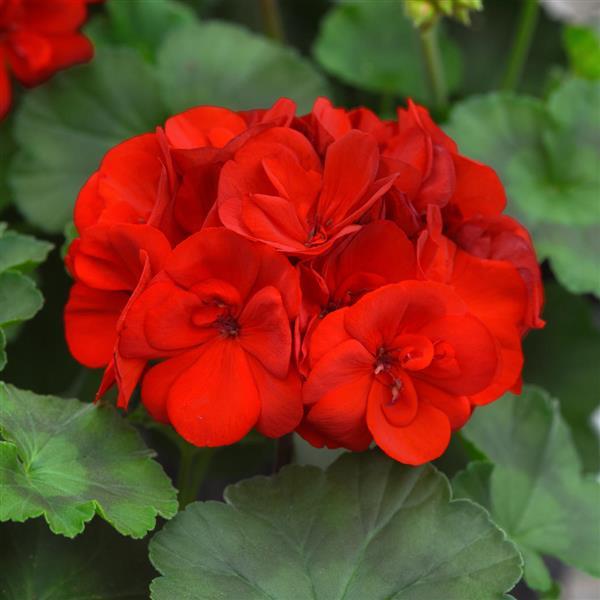 Moonlight™ Scarlet Red Zonal Geranium - Bloom