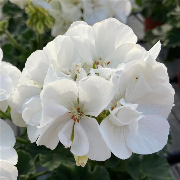 Moonlight™ White Zonal Geranium - Bloom